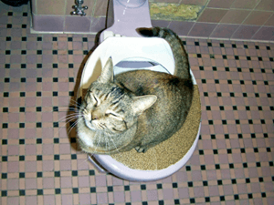 kitteh